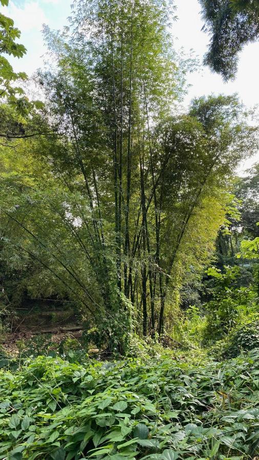 Green Queendom Farm And Lodging Oracabessa Exterior foto